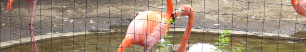 観葉植物に興味ありますか？